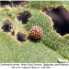 carcharodus alceae ovum1
